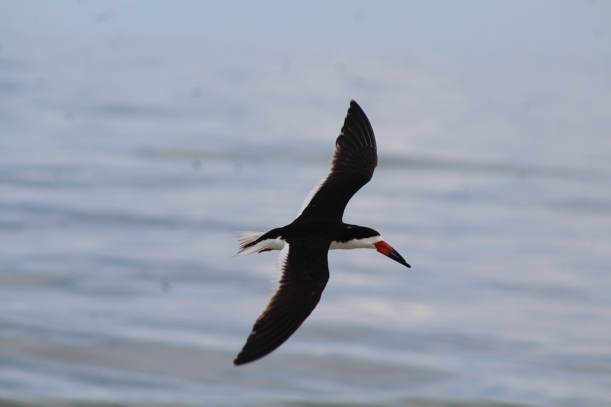 Black Skimmer - ML639918116