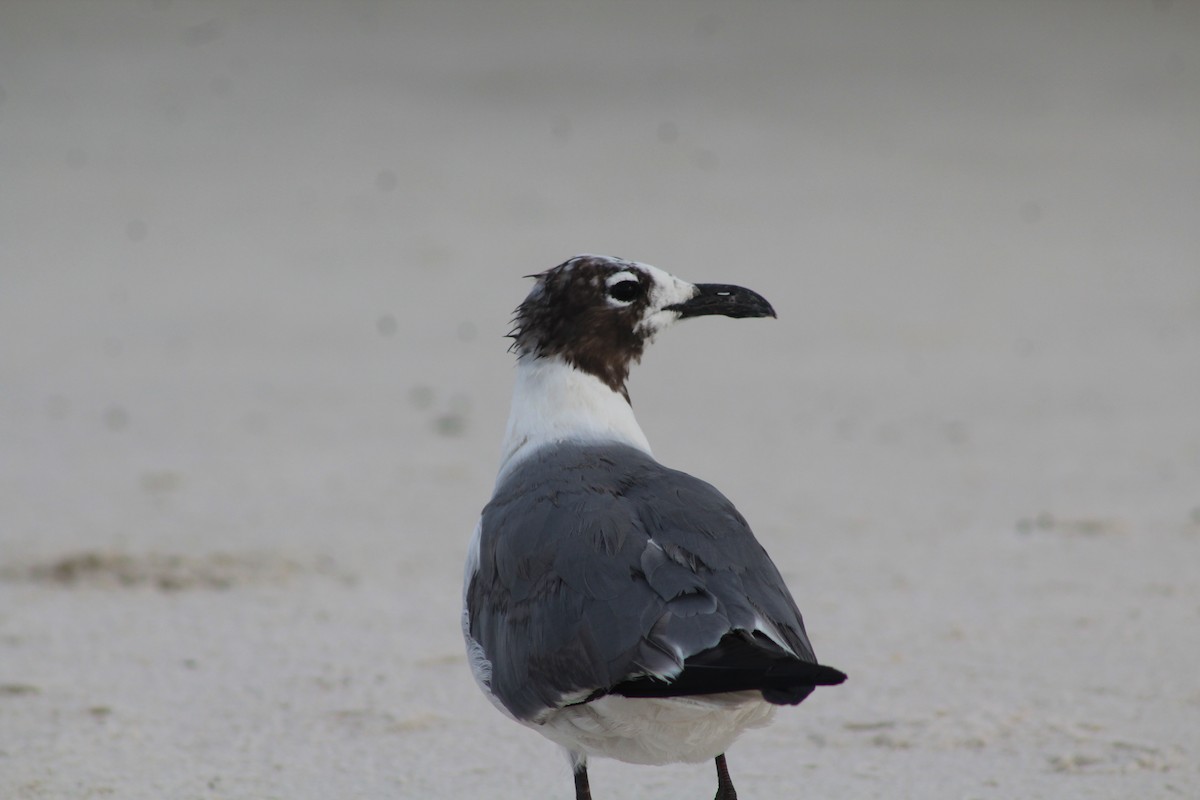 Laughing Gull - ML639918124