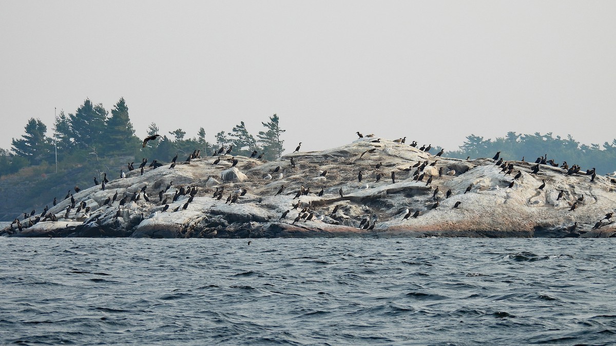 Double-crested Cormorant - ML639918126