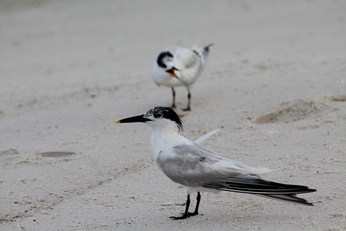 Sandwich Tern - ML639918132
