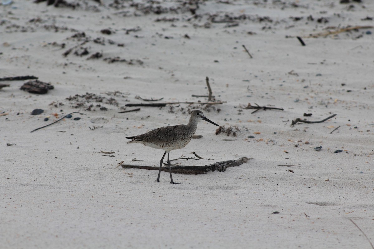 Willet - ML639918139