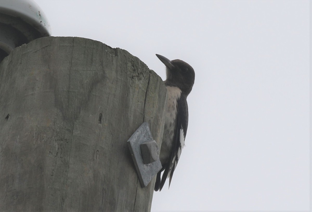Red-headed Woodpecker - ML639918173