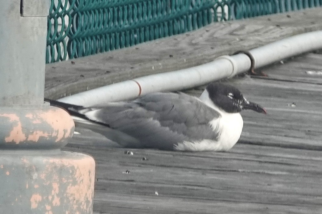 Laughing Gull - ML639918178