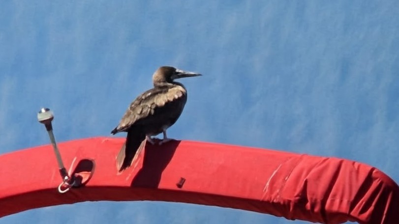 Cocos Booby - ML639918182