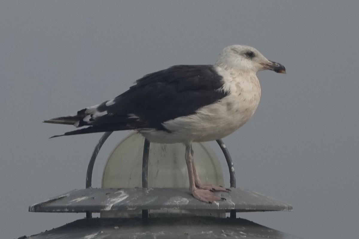 Great Black-backed Gull - ML639918190