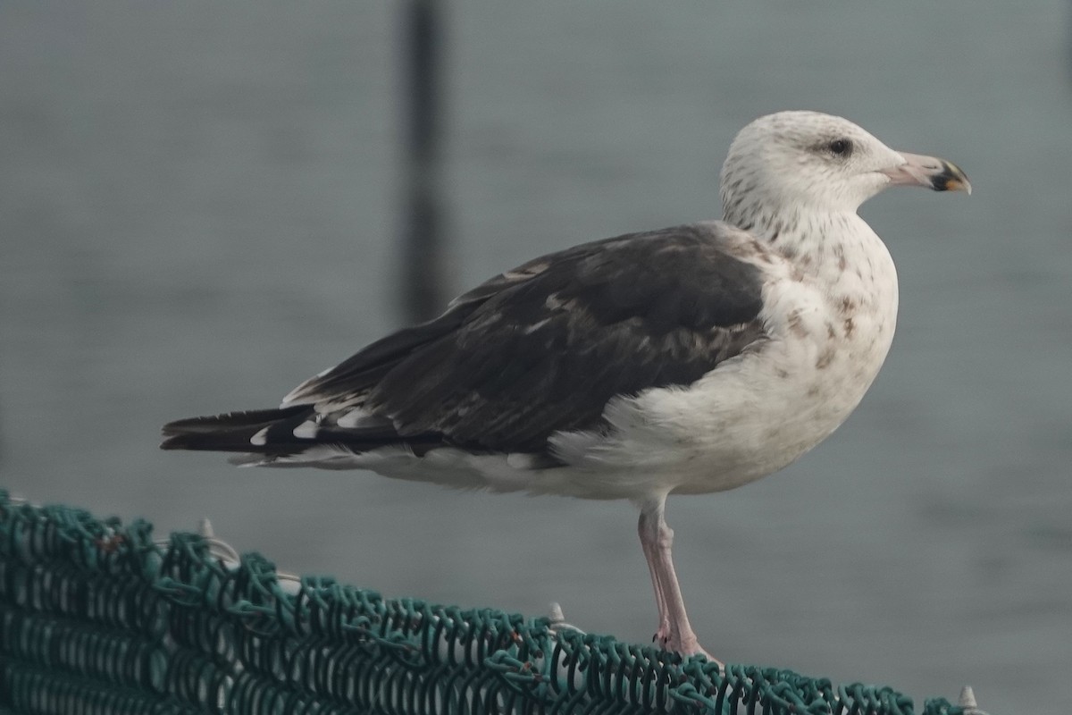 Great Black-backed Gull - ML639918218