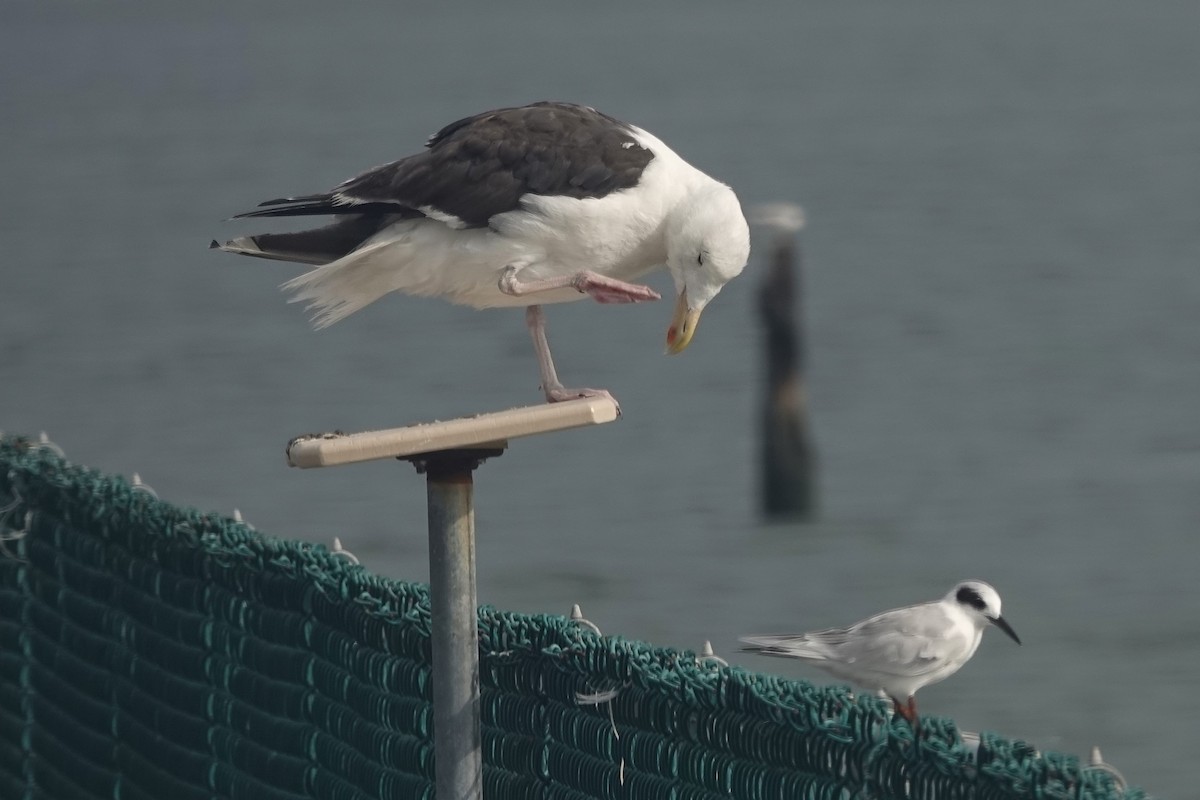 Great Black-backed Gull - ML639918224