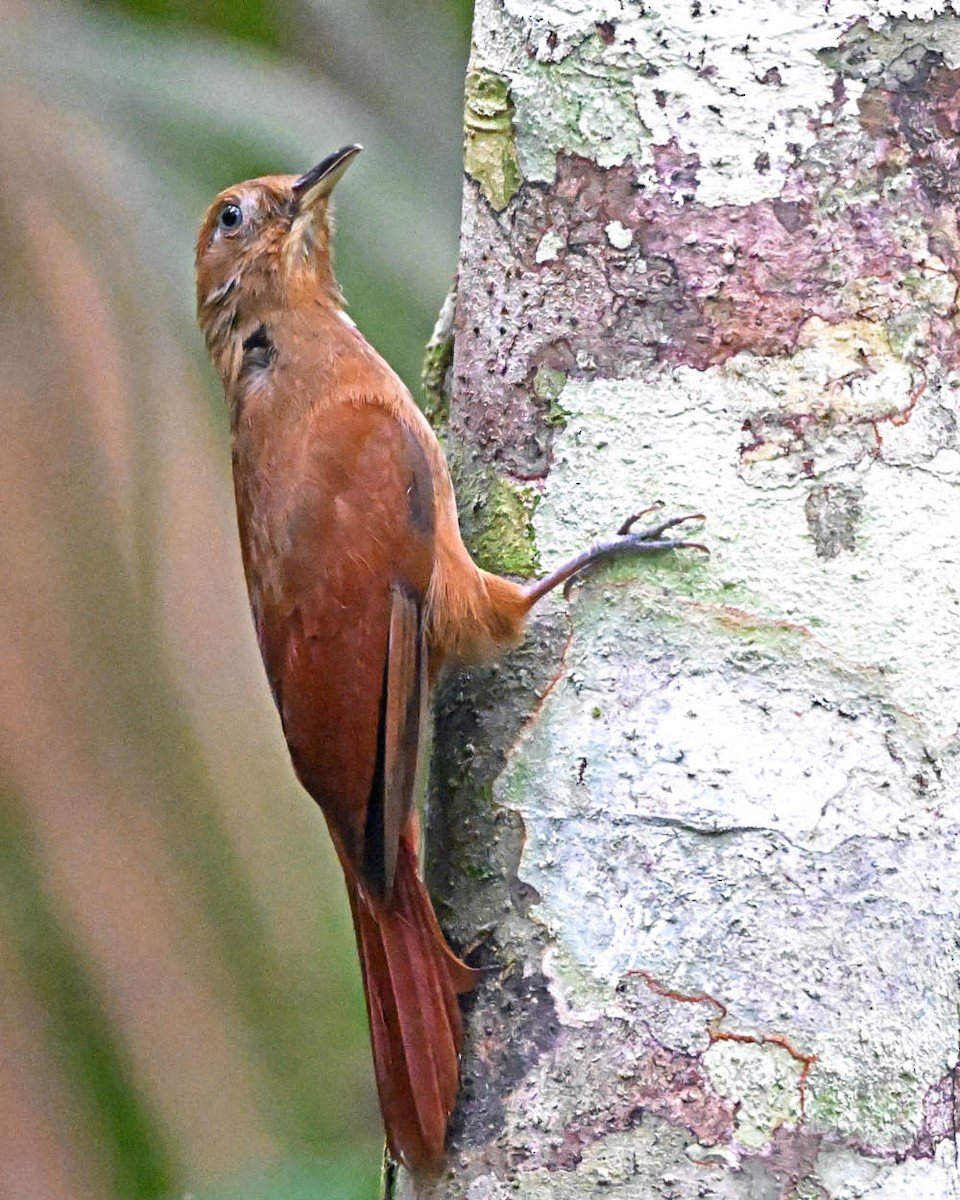 White-chinned Woodcreeper - ML639918228