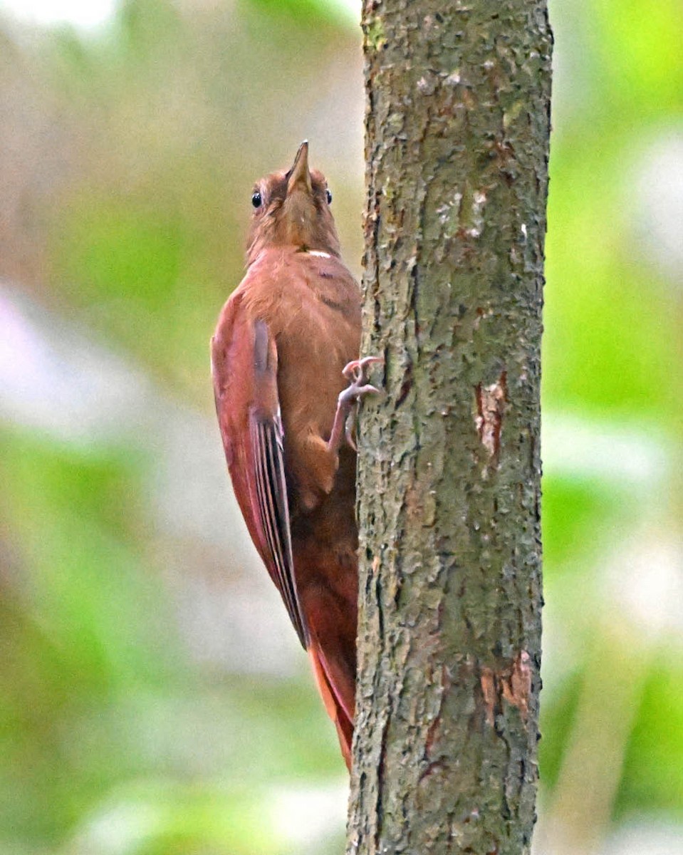 White-chinned Woodcreeper - ML639918229