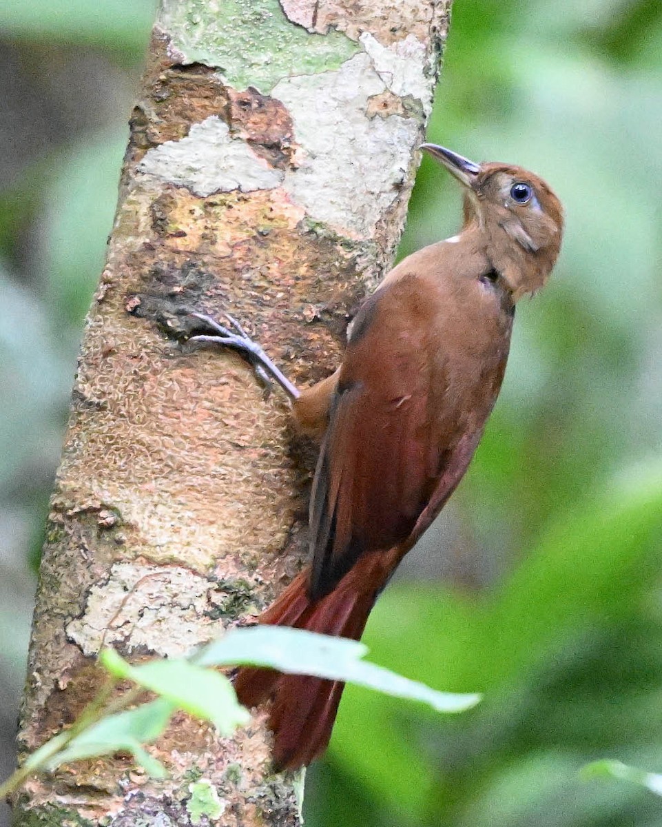 White-chinned Woodcreeper - ML639918232