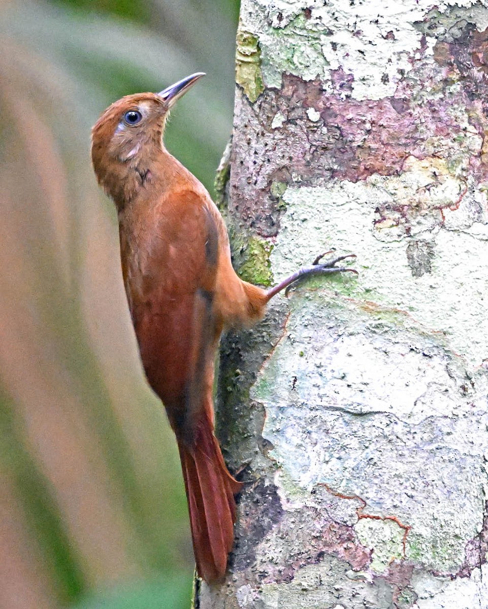 White-chinned Woodcreeper - ML639918233