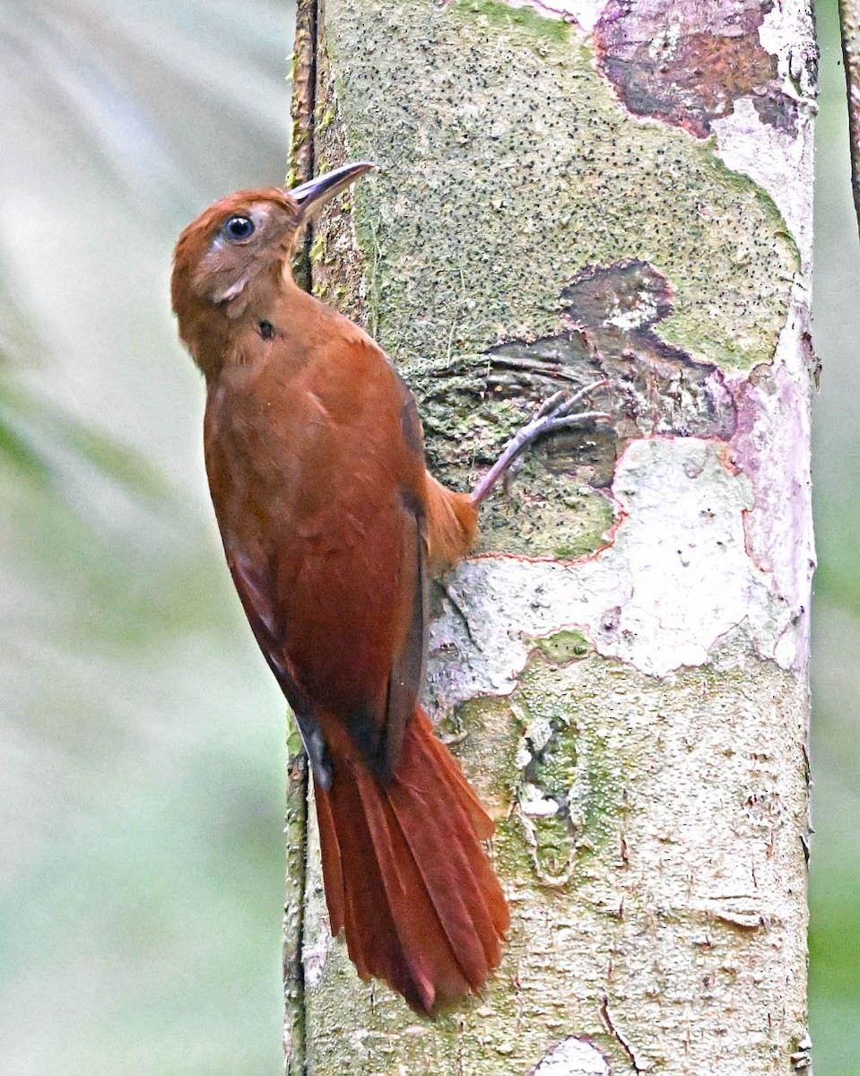 White-chinned Woodcreeper - ML639918234