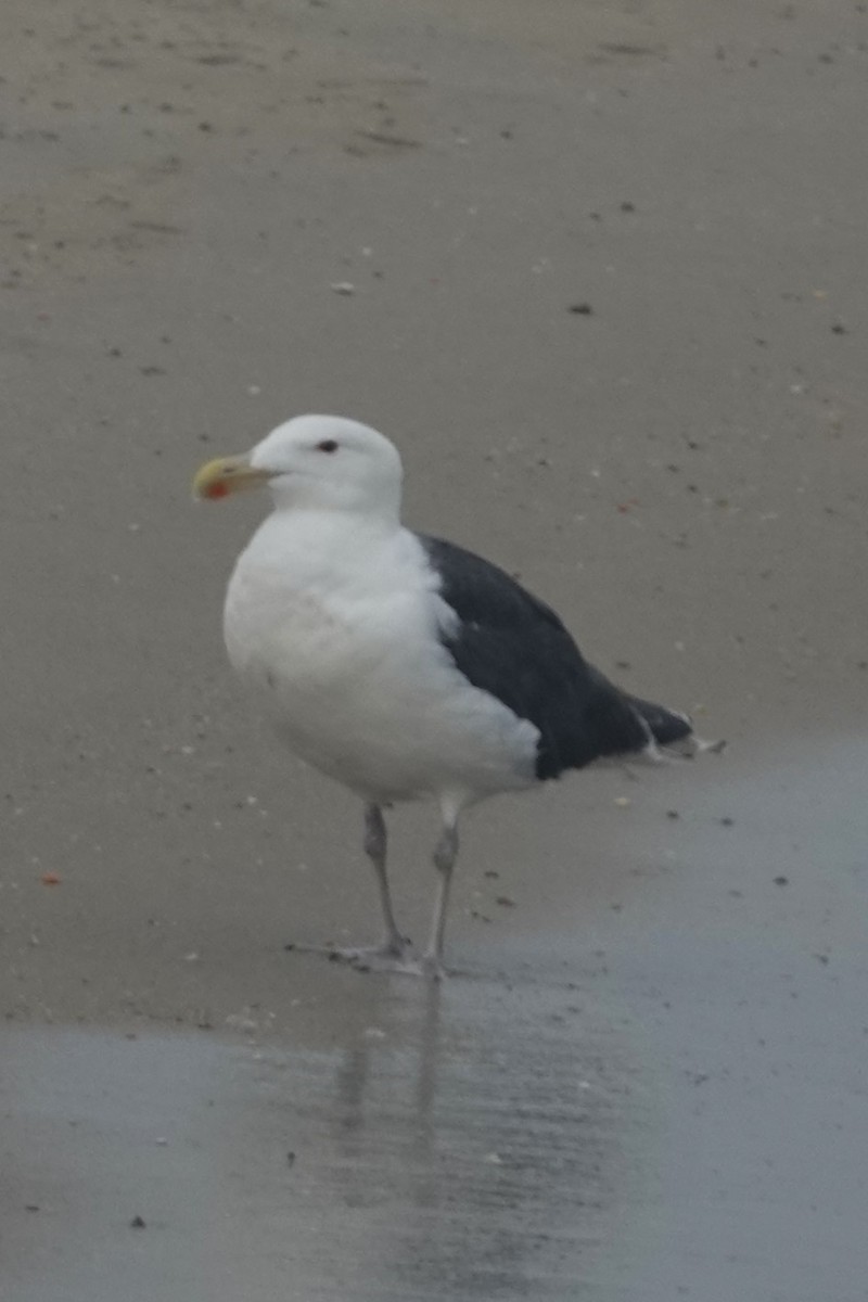 Great Black-backed Gull - ML639918235