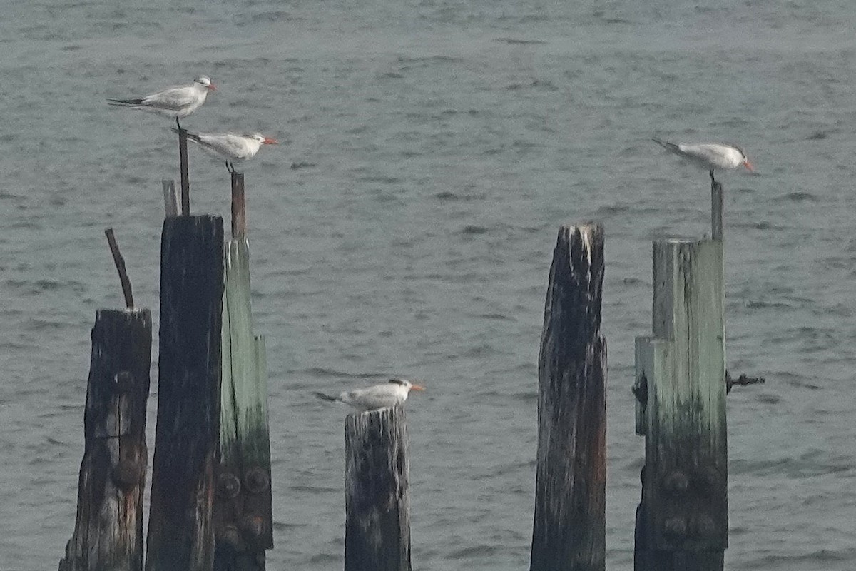 Royal Tern - ML639918249