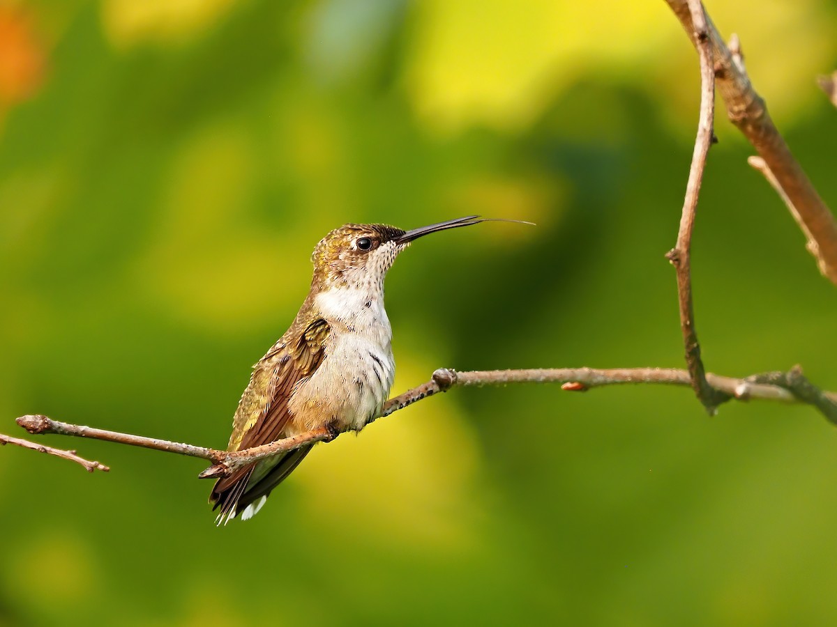 Ruby-throated Hummingbird - ML639918281