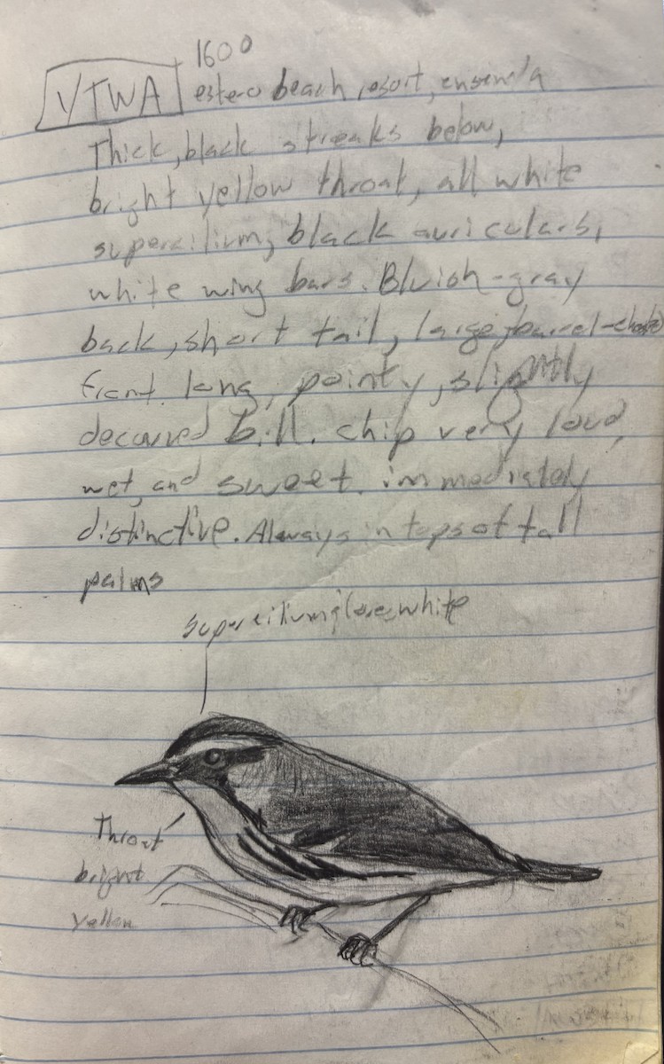 Yellow-throated Warbler - ML639918287