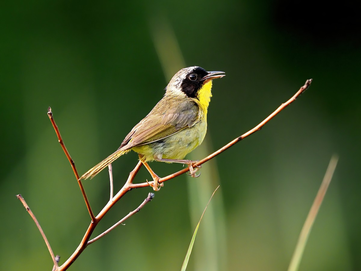 Common Yellowthroat - ML639918297