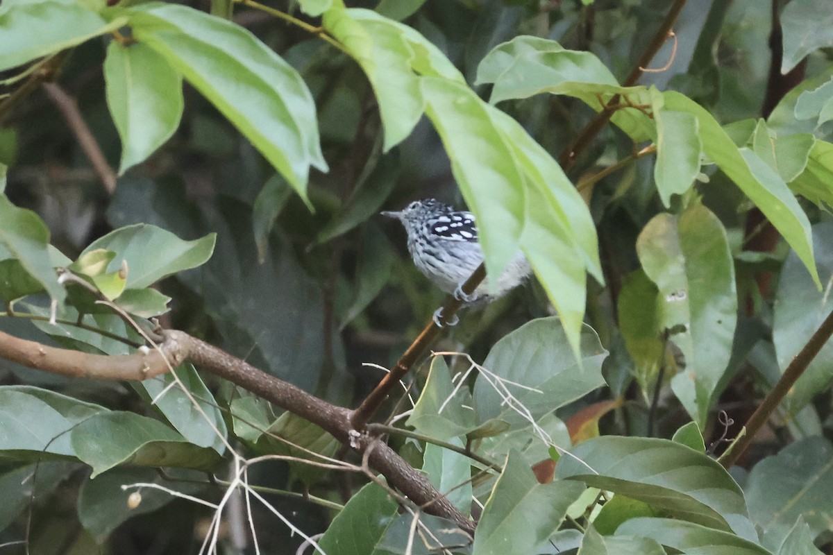 Amazonian Streaked-Antwren - ML639918298