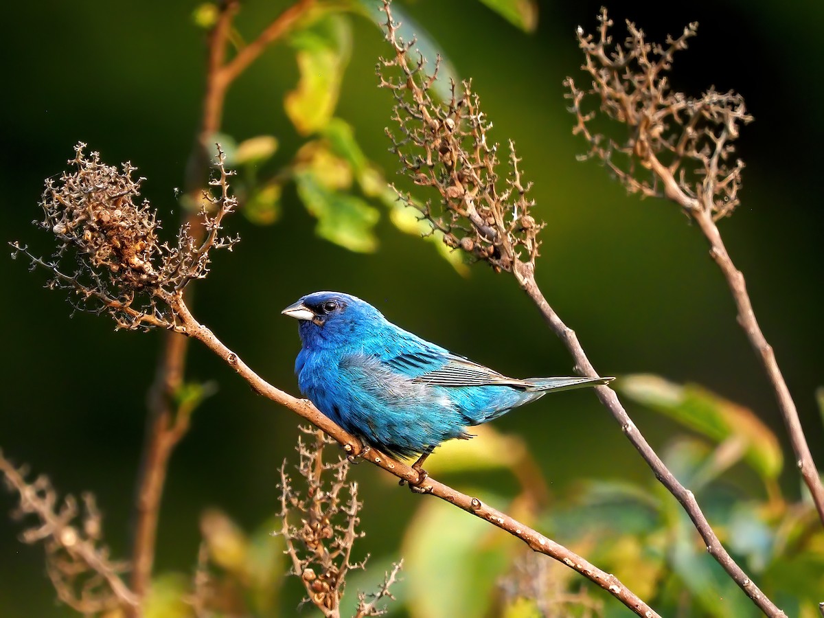 Indigo Bunting - ML639918320