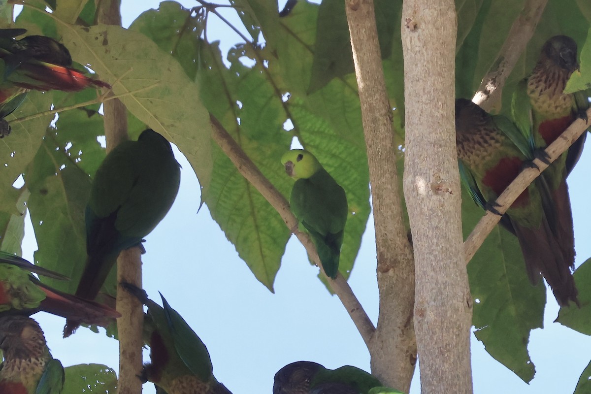 Dusky-billed Parrotlet - ML639918352