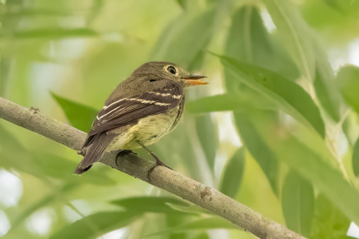 Yellow-bellied Flycatcher - ML639918358