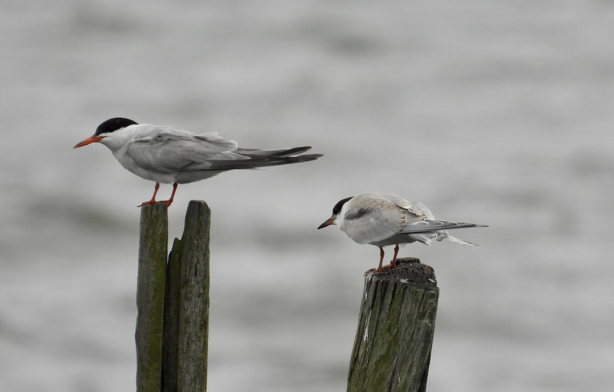 Common Tern - ML639918364