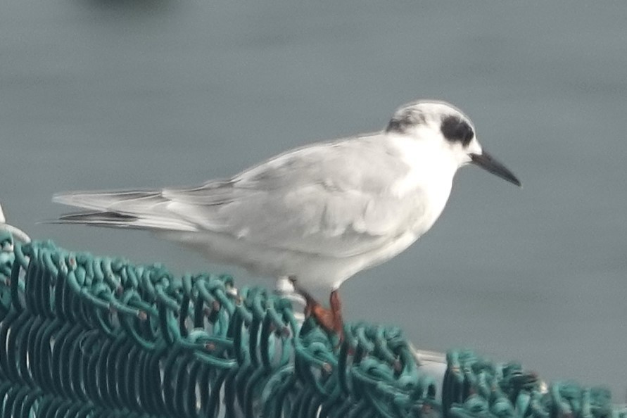 Forster's Tern - ML639918369