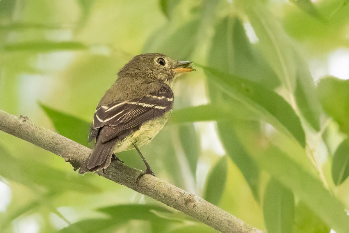 Yellow-bellied Flycatcher - ML639918370