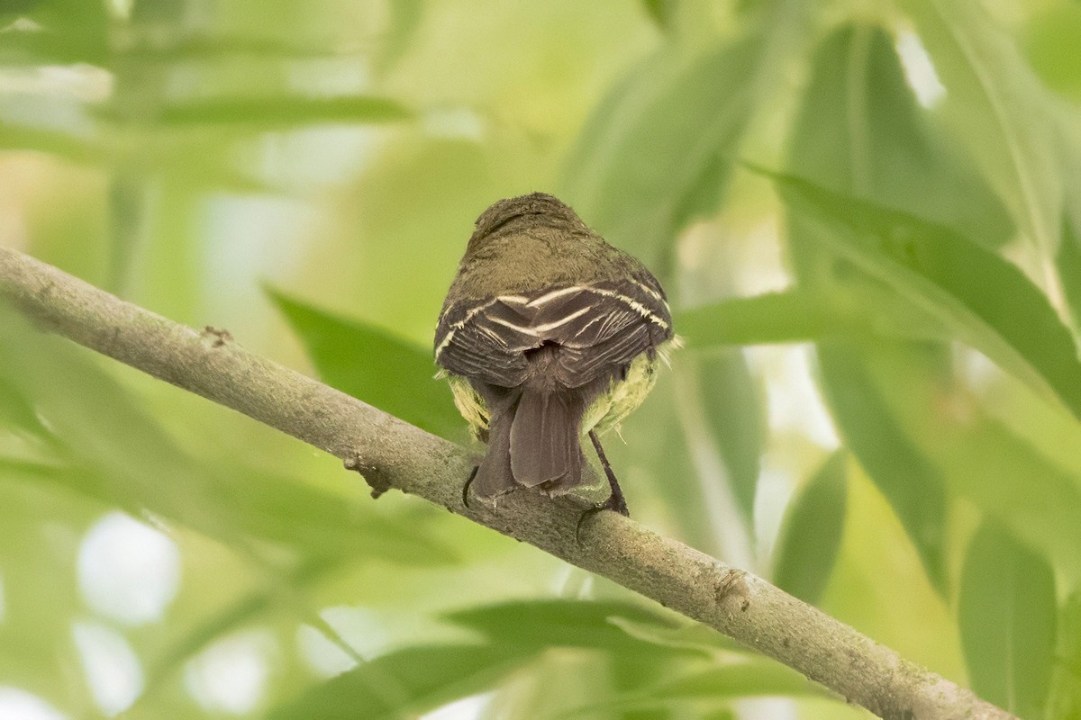 Yellow-bellied Flycatcher - ML639918371