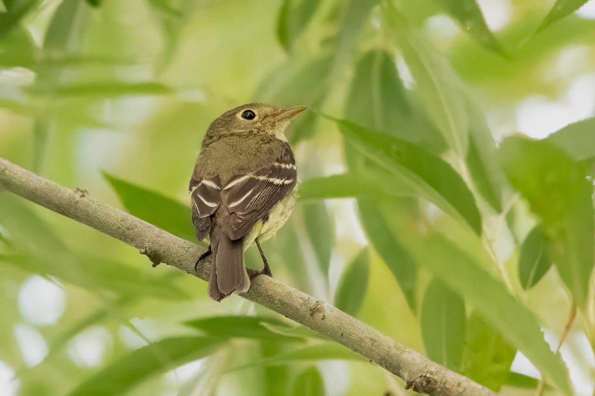 Yellow-bellied Flycatcher - ML639918375