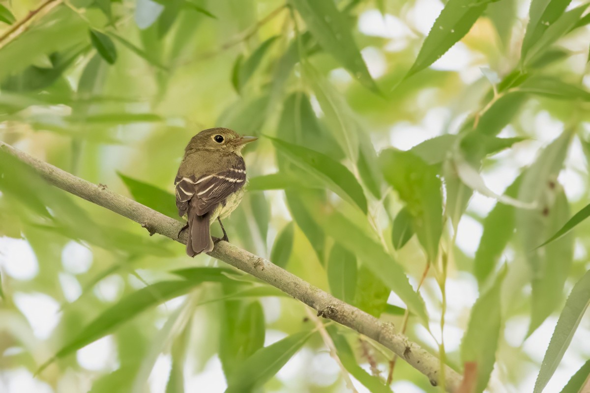 Yellow-bellied Flycatcher - ML639918379