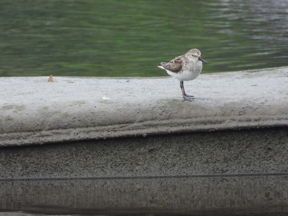 Semipalmated Sandpiper - ML639918410