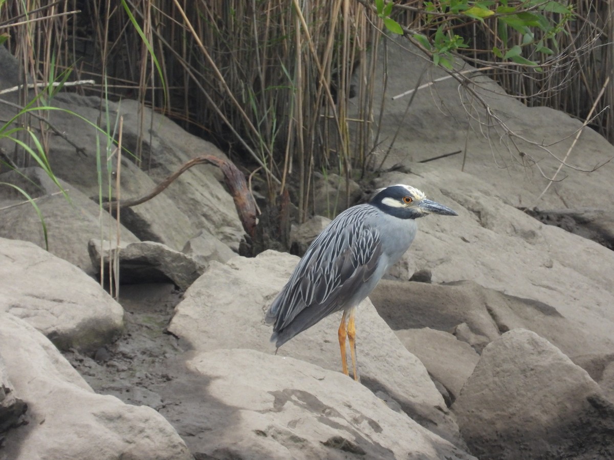 Yellow-crowned Night Heron - ML639918432