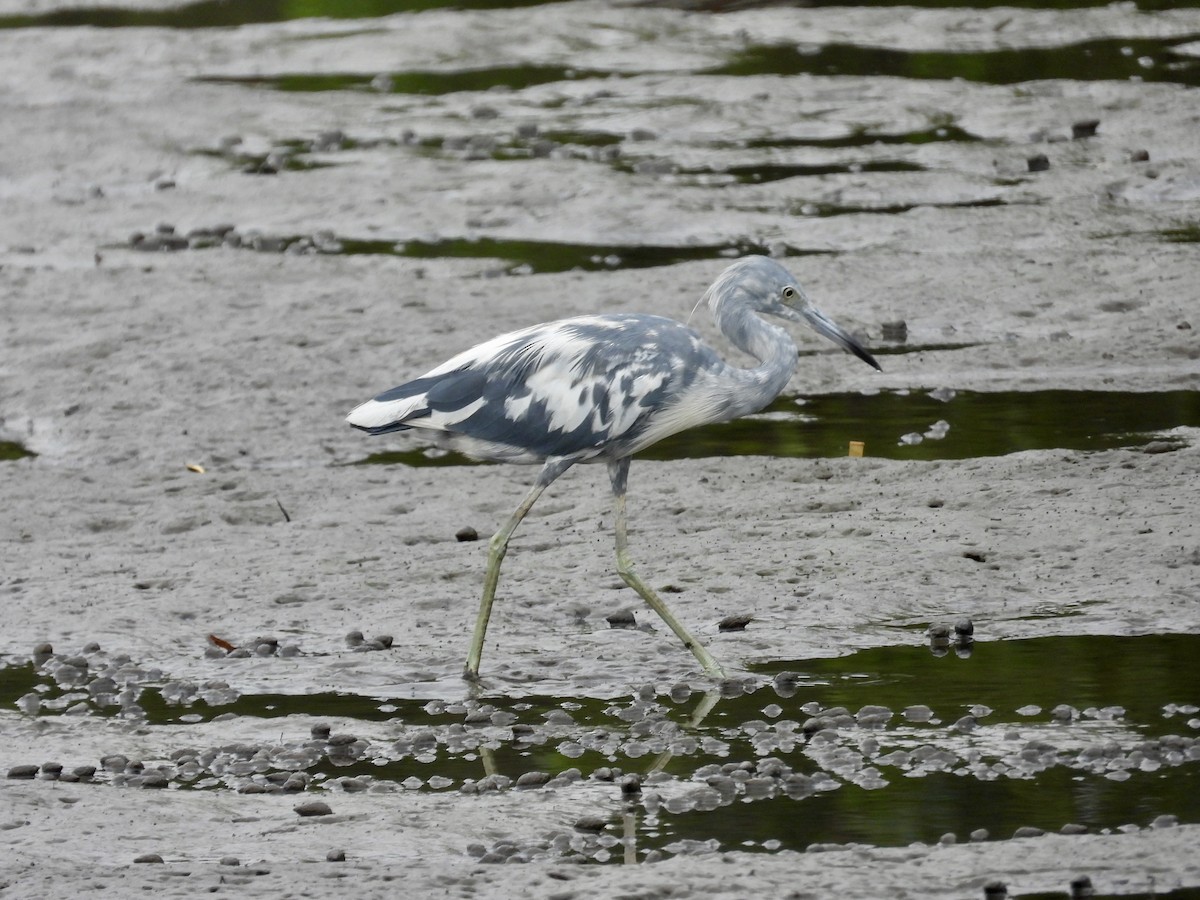 Little Blue Heron - ML639918442