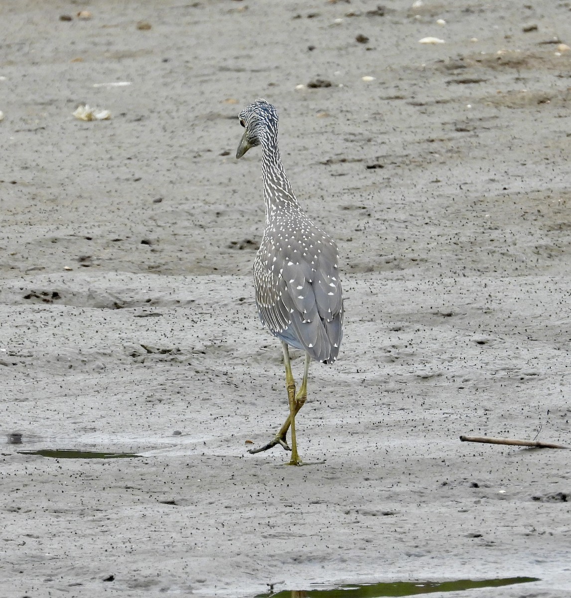 Yellow-crowned Night Heron - ML639918455