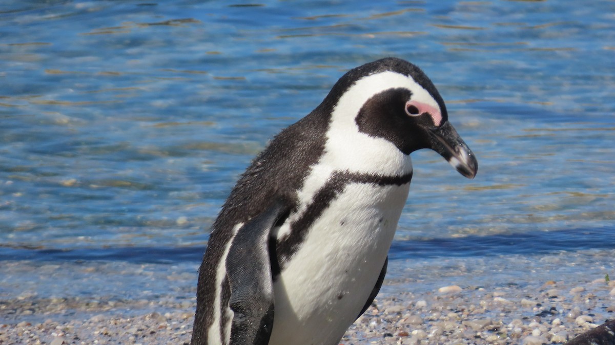 African Penguin - ML639918473