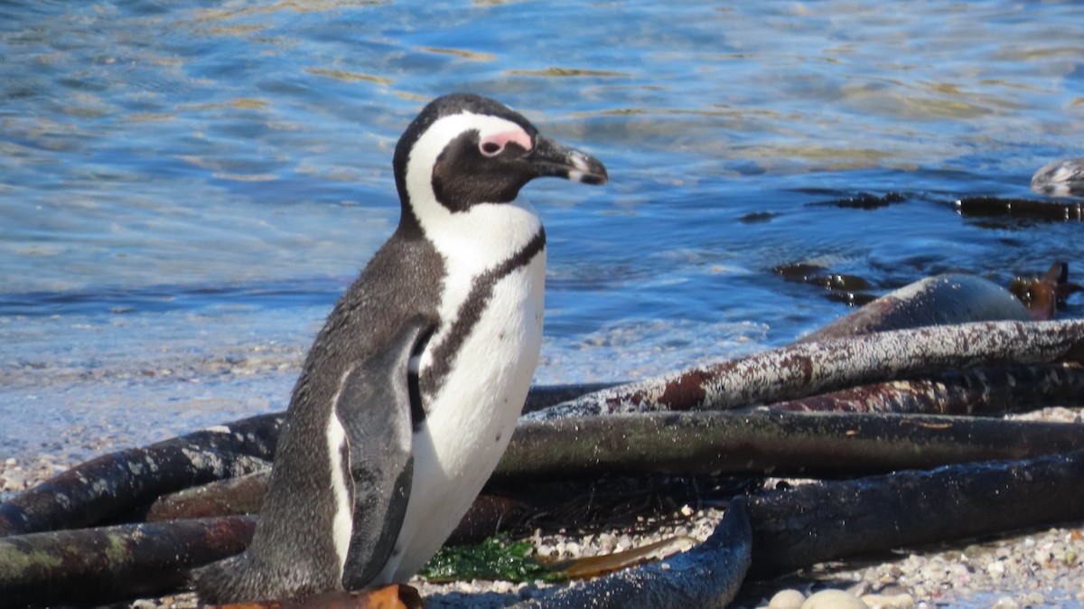 African Penguin - ML639918474
