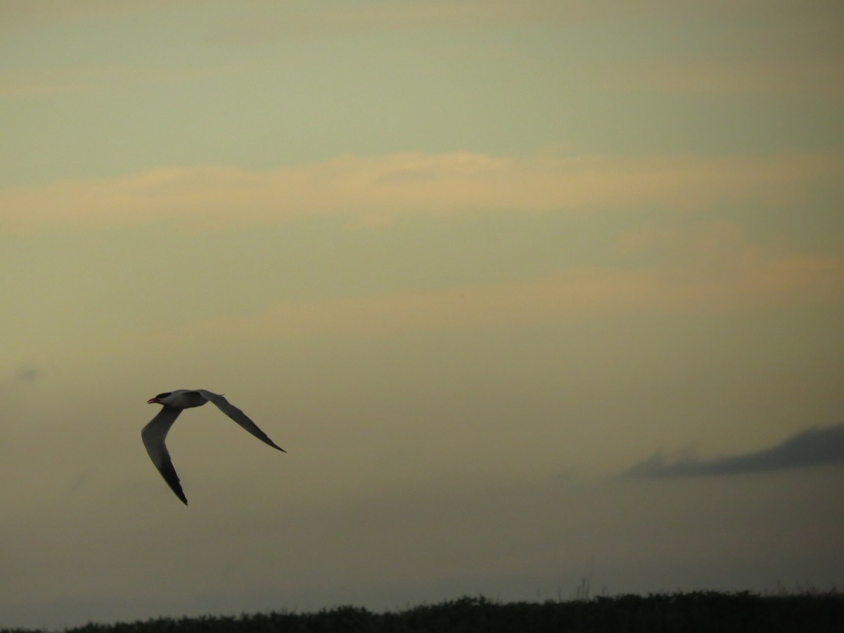 Caspian Tern - ML639918511