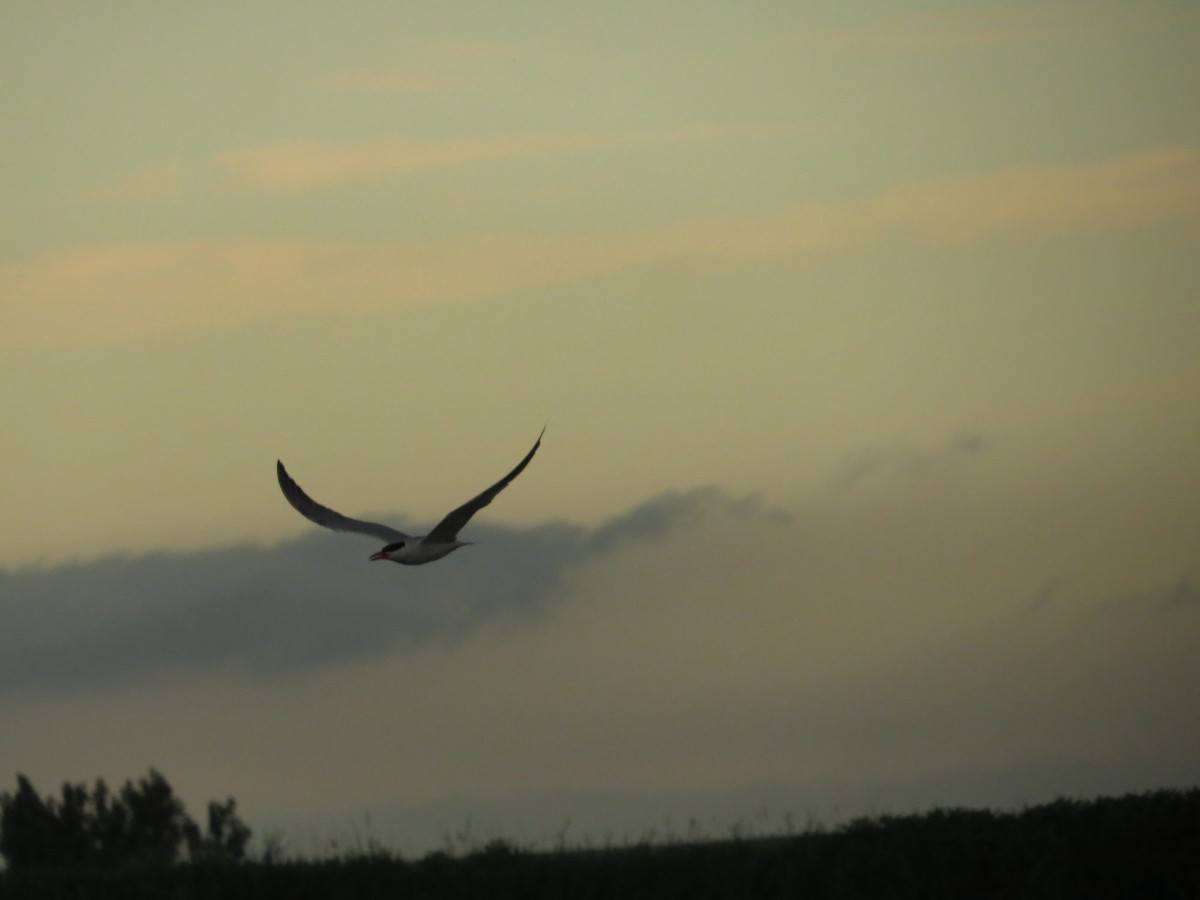 Caspian Tern - ML639918512