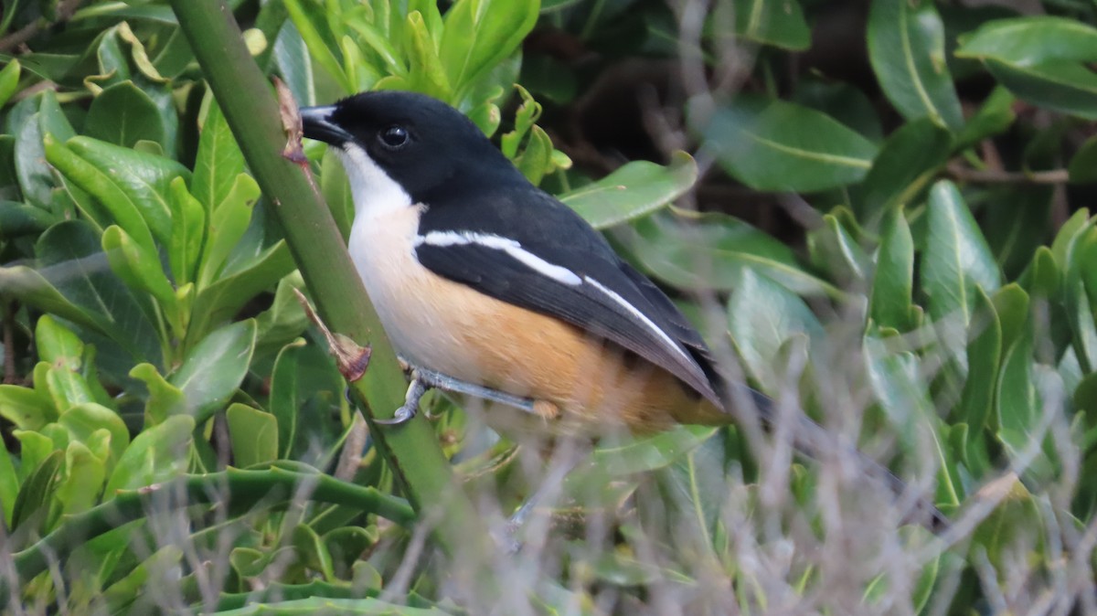 Southern Boubou - ML639918514