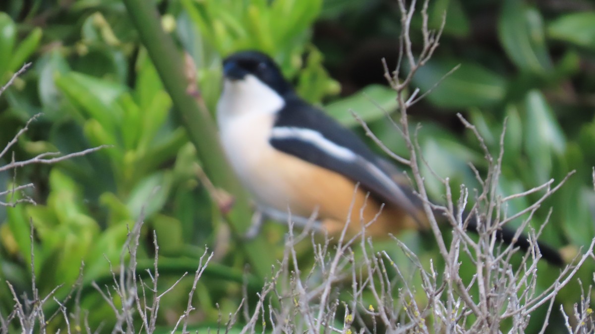 Southern Boubou - ML639918515