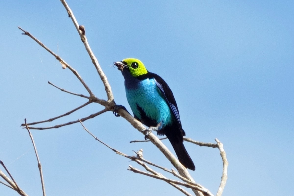Paradise Tanager - ML639918552