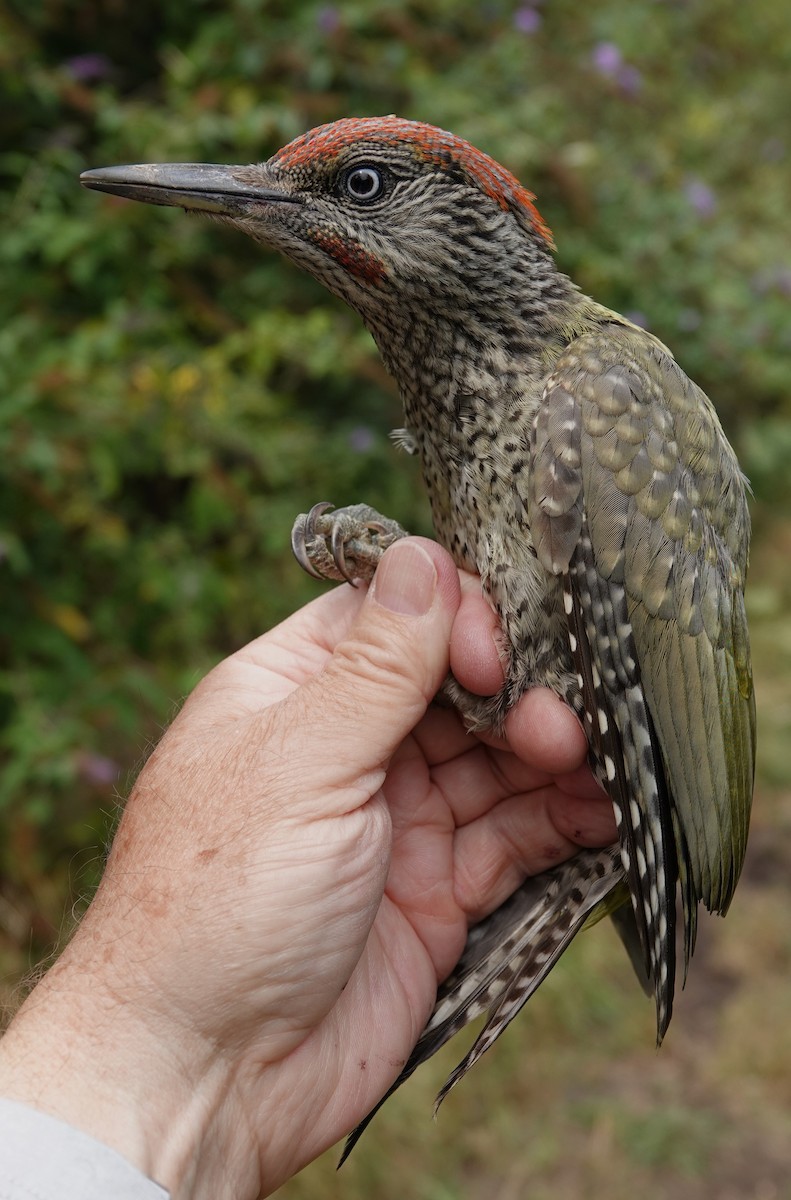 Eurasian Green Woodpecker - ML639918556