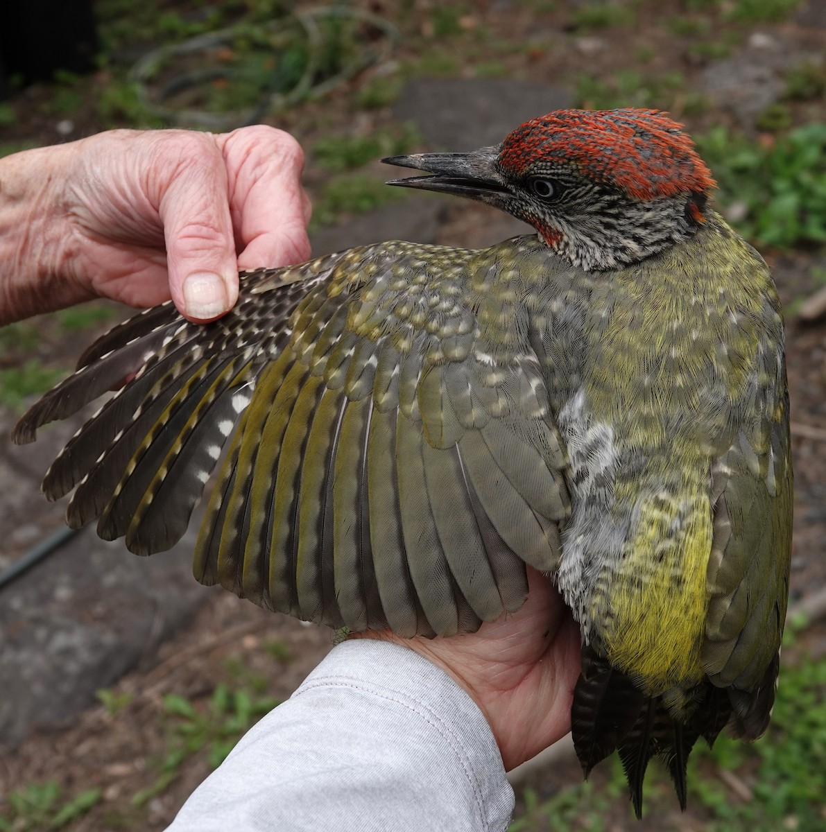 Eurasian Green Woodpecker - ML639918557