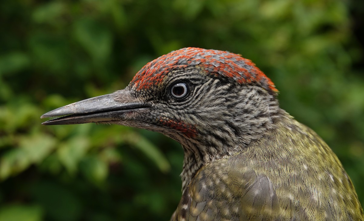 Eurasian Green Woodpecker - ML639918558