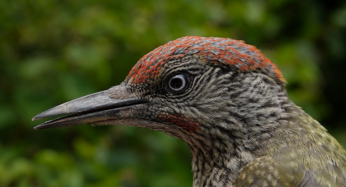 Eurasian Green Woodpecker - ML639918559