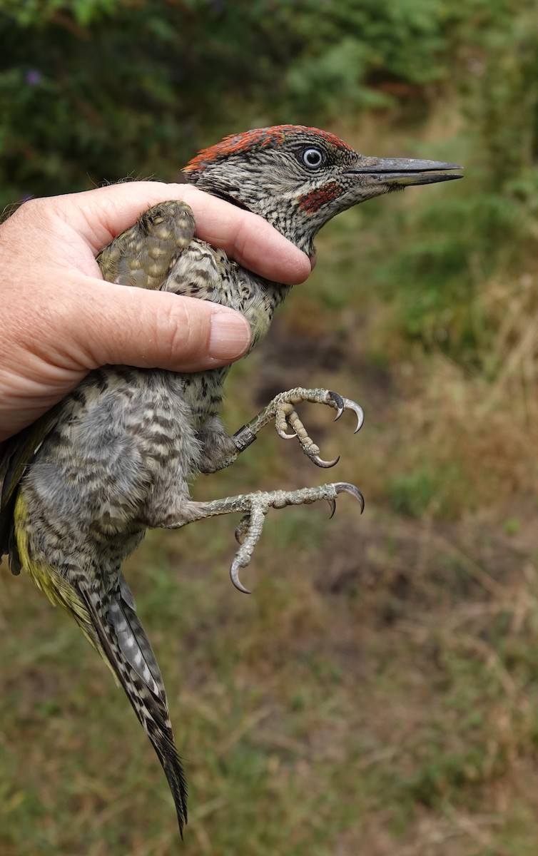 Eurasian Green Woodpecker - ML639918562