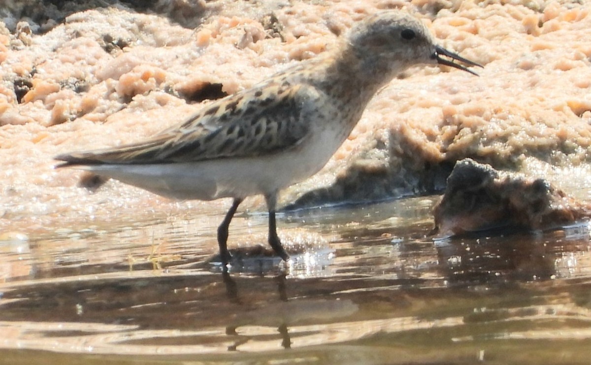 Little Stint - ML639918566
