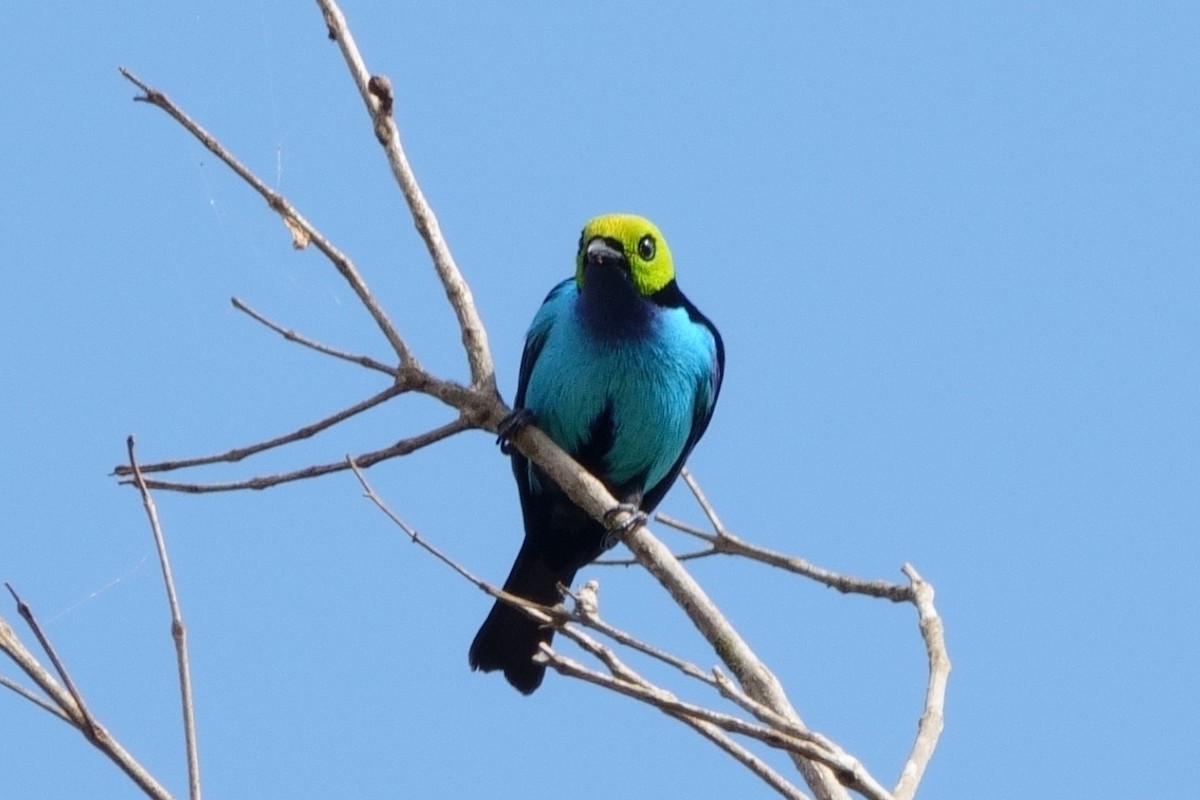 Paradise Tanager - ML639918568