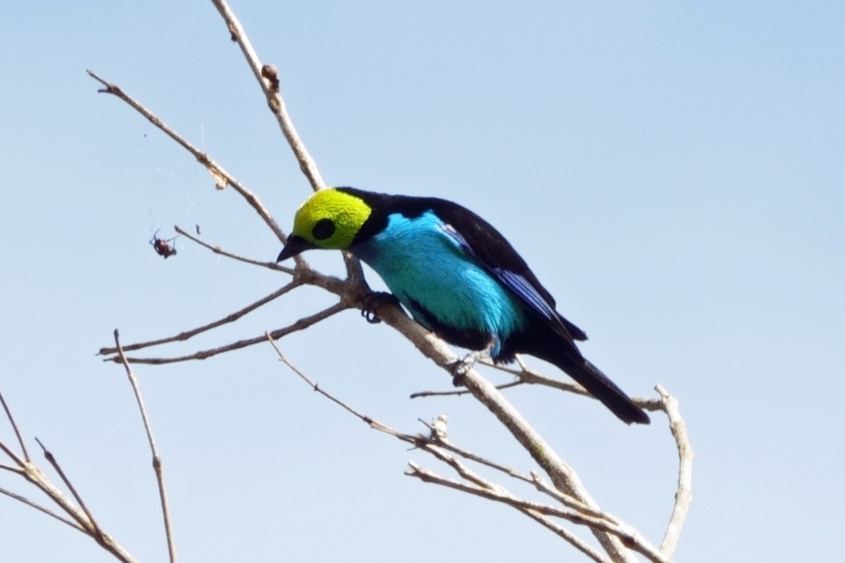 Paradise Tanager - ML639918589